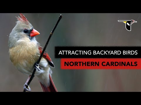 Attracting Backyard Birds: Northern Cardinals