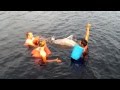 Купание с розовыми дельфинами на Амазонке. Swim with dolphins 