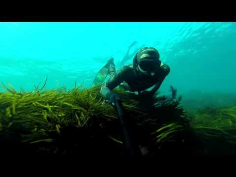 Free diving Pickering Point, Warrnambool 2016
