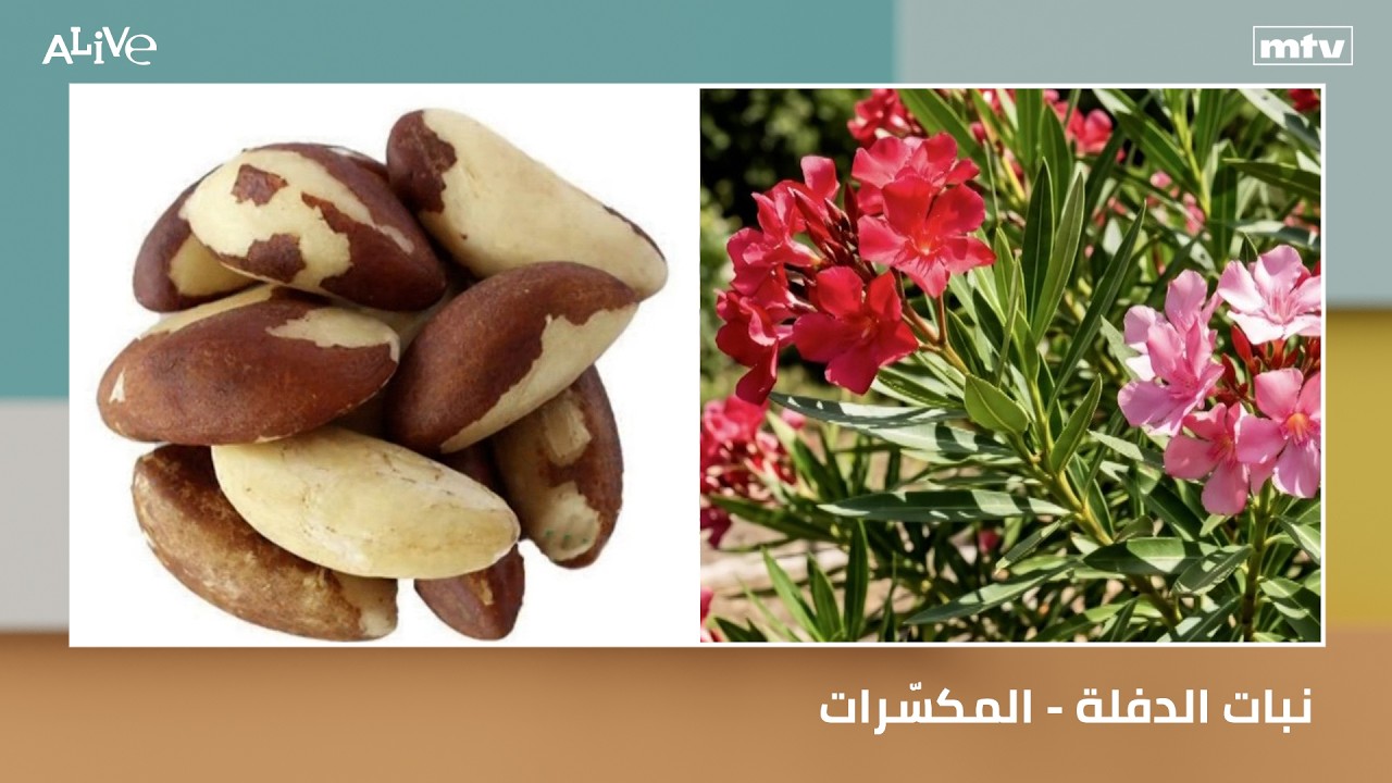 نبات الدفلة - المكسّرات