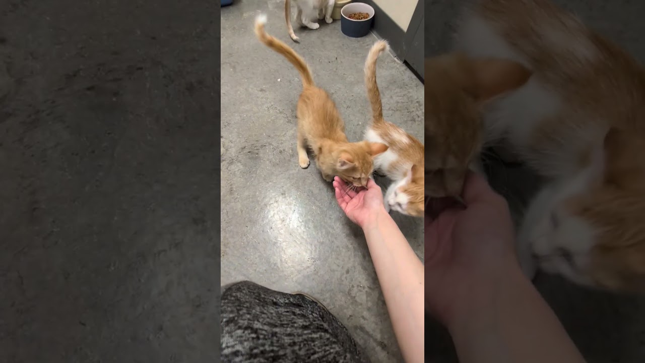 Sarah, a Adoptable mixed breed in Mount Carmel, IL video 3/5