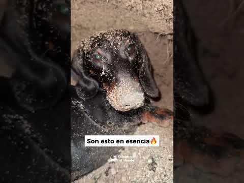 Y sólo cuando tratas a tu perro como lo que es, y le dejas hacer de perro, será feliz de verdad
