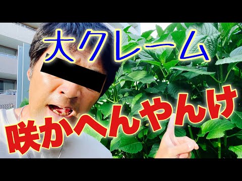 アジサイはなぜ色を失うのですか？この花がなぜそんなに悲しいのかを調べてみましょう…  庭園