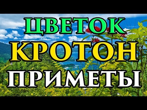 Кротон приметы и суеверия 🍀 - Маг Fose