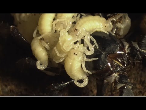 Nacimiento del escorpión más grande del mundo en BIOPARC Valencia