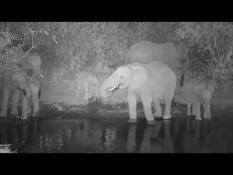 Kwa: Elephant herd getting a drink - 17:55 - 07/18/19