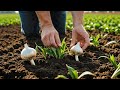 DD Kisan Lahsun Ki Kheti Agriculture Trending1