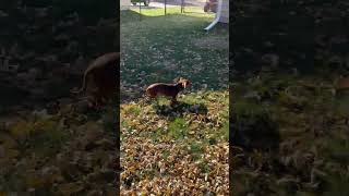 Video preview image #1 Dachshund Puppy For Sale in Sioux Falls, SD, USA