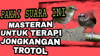 Download lagu masteran jongkangan coklat gacor,terapi jongkangan coklat mp3