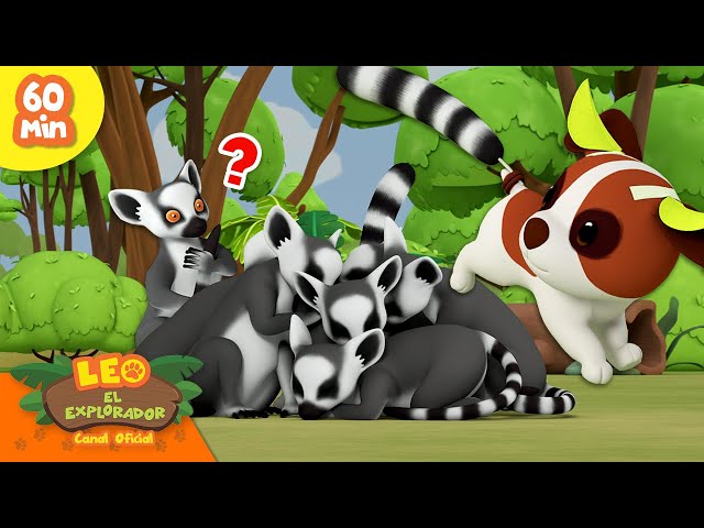 Vídeo relacionado con Collecta - Lemur con Cola Anillada - M - 88831 (90188831)