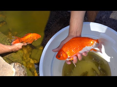 Transporting Abused GOLDFISH To There DREAM HOME!!!
