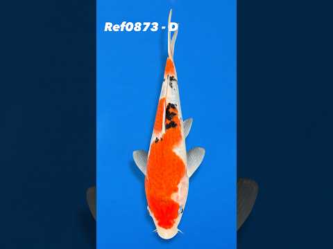 Ref0873-D #koi #showa