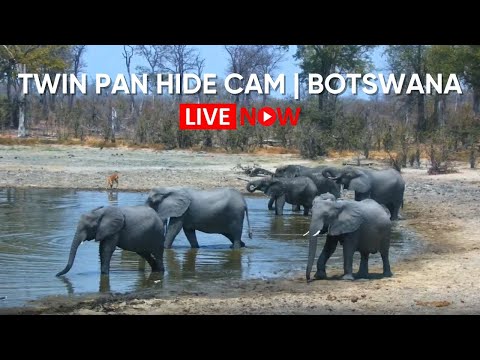 Twin Pan Live Hide Cam | Zarafa Camp | Selinda Reserve, Botswana