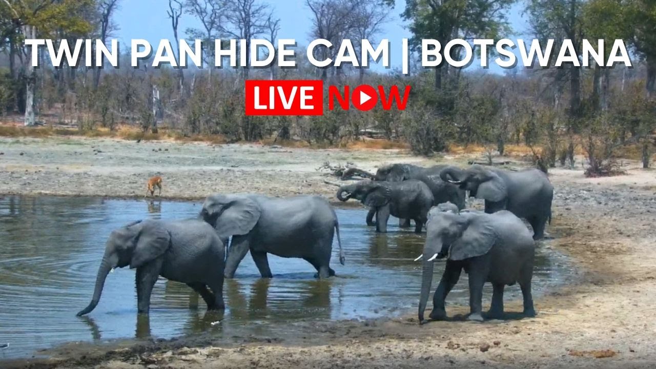 Live webcam view of Twin Pan Wildlife Waterhole Hide Cam