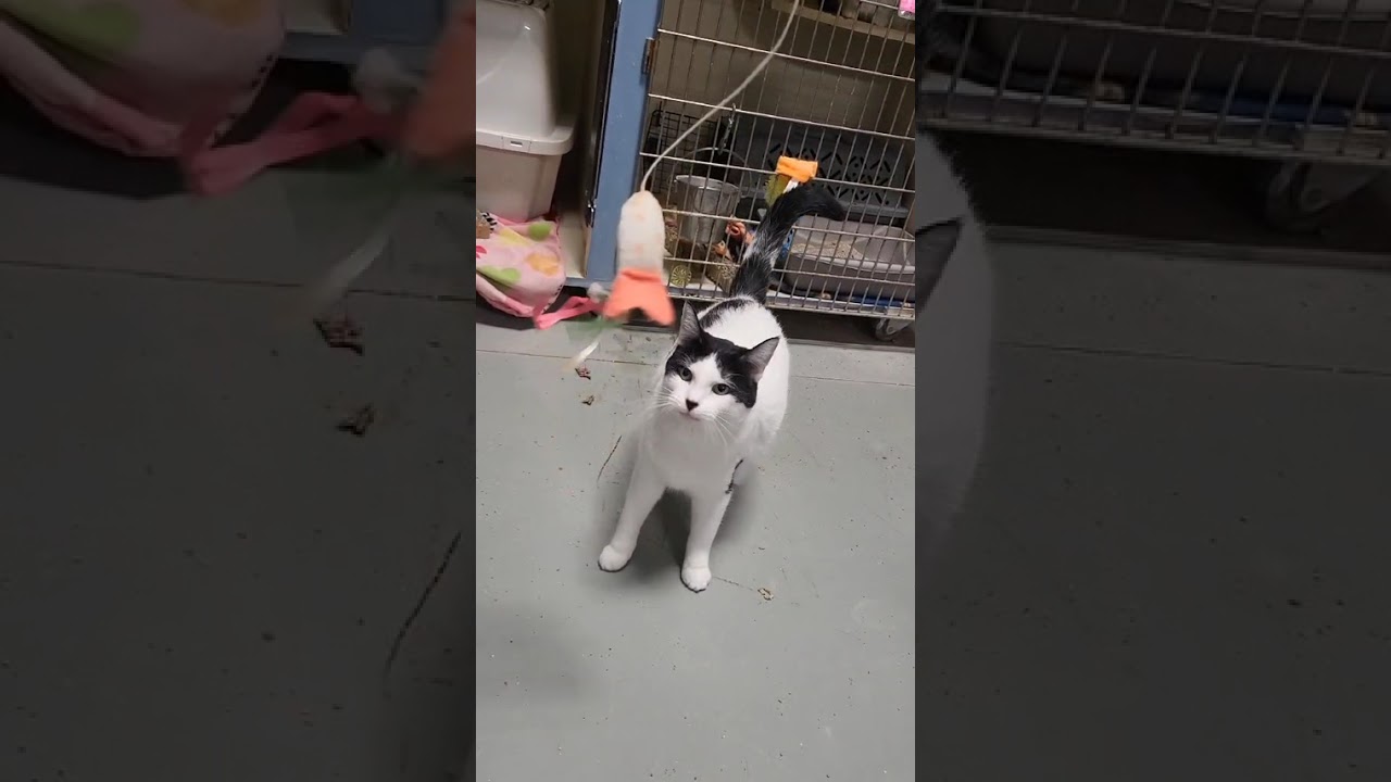 Enlarge Celly, a Adoptable Domestic Short Hair in Detroit Lakes, MN video 4/4