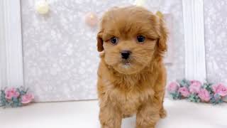 ハーフ犬の動画01