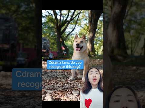 Cdrama fans, do you recognize this dog?
