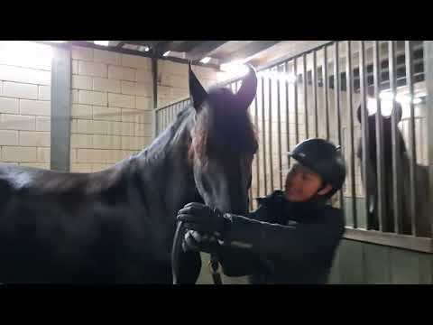 Stal Okkema's Sofie - Auwert x Haitse - Mare - 2021 - 1.66m