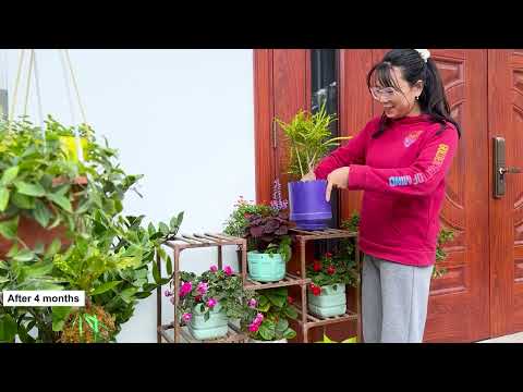 You don't need much care to have beautiful potted plants