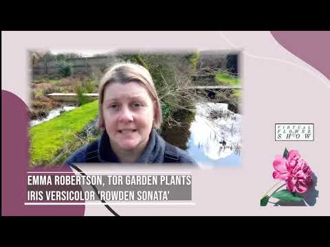 My Favourite Plant ... for Spring 2021. (Saturday)