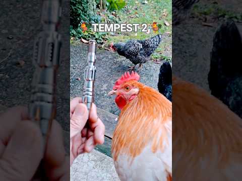 🐔TEMPEST 2🐔 Mad Heaters👍💨#tutoriel #shortsviral #reggae