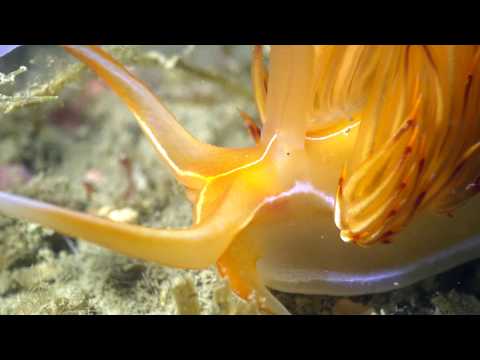 Dondice banyulensis