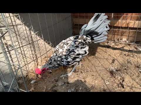 2020....Splash Henny Stag