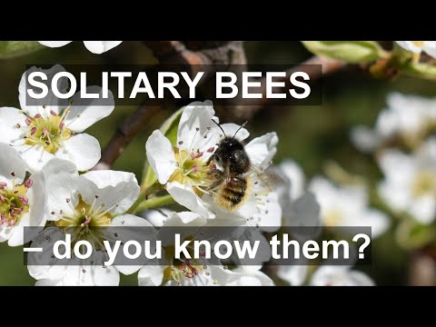 Solitary bees – do you know them?