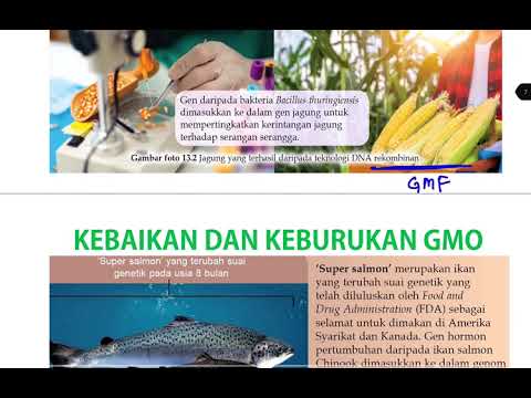 Bio T4 B13: 13.1 kejuruteraan genetik