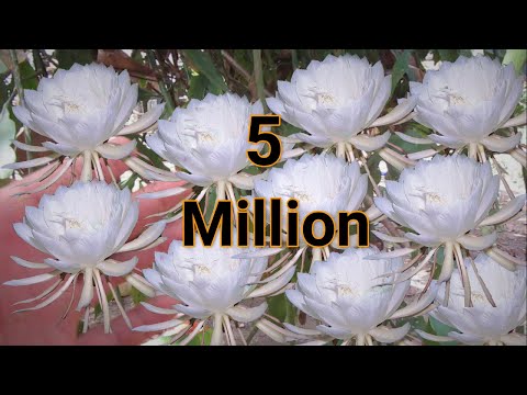 TREASURE FROM THE Most Expensive Flowers in the World...