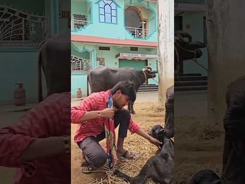 #Buffalo #Village #Farmer #FarmerBrothers #Villagers #Byesh