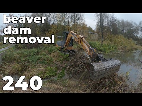 Beaver Dam Removal With Excavator No.240