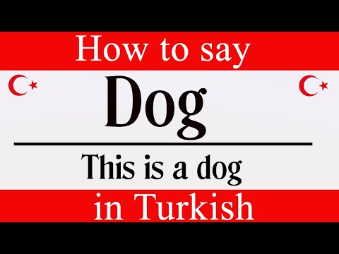Learn Turkish & How To Say "Dog" in Turkish | Learn Turkish Language