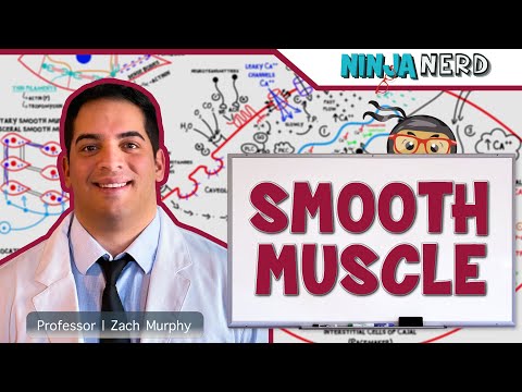 Musculoskeletal System Muscle Structure and Function