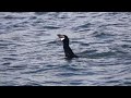 Cormorant Eating Large Fish Farmoor Reservoir UK March 2022 Phalacrocorax Carbo
