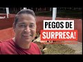 NASCEU O FILHOTE DA NOSSA MINI PÔNEI DO SÍTIO