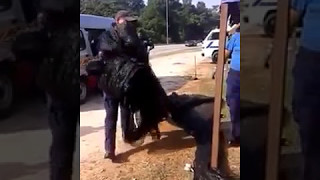 Download lagu Penjaja Melayu kena halau, kedai judi sebelah Pejabat MPK (Pahang) dibiarkan mp3