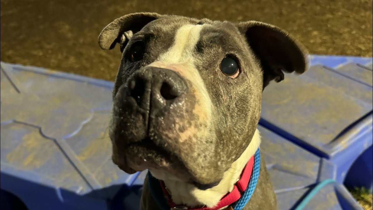 Enlarge Celene, a Adoptable Pit Bull Terrier in Philadelphia, PA video 6/6