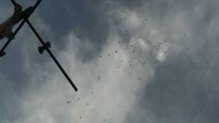 preview picture of video 'pigeons Nikolaevskie of Zaporozhye Ukraine Николаевские голуби Запорожья'