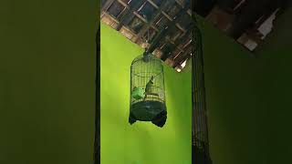 Download lagu Takur Api gacor mp3 Download lagu Takur Api gacor mp3