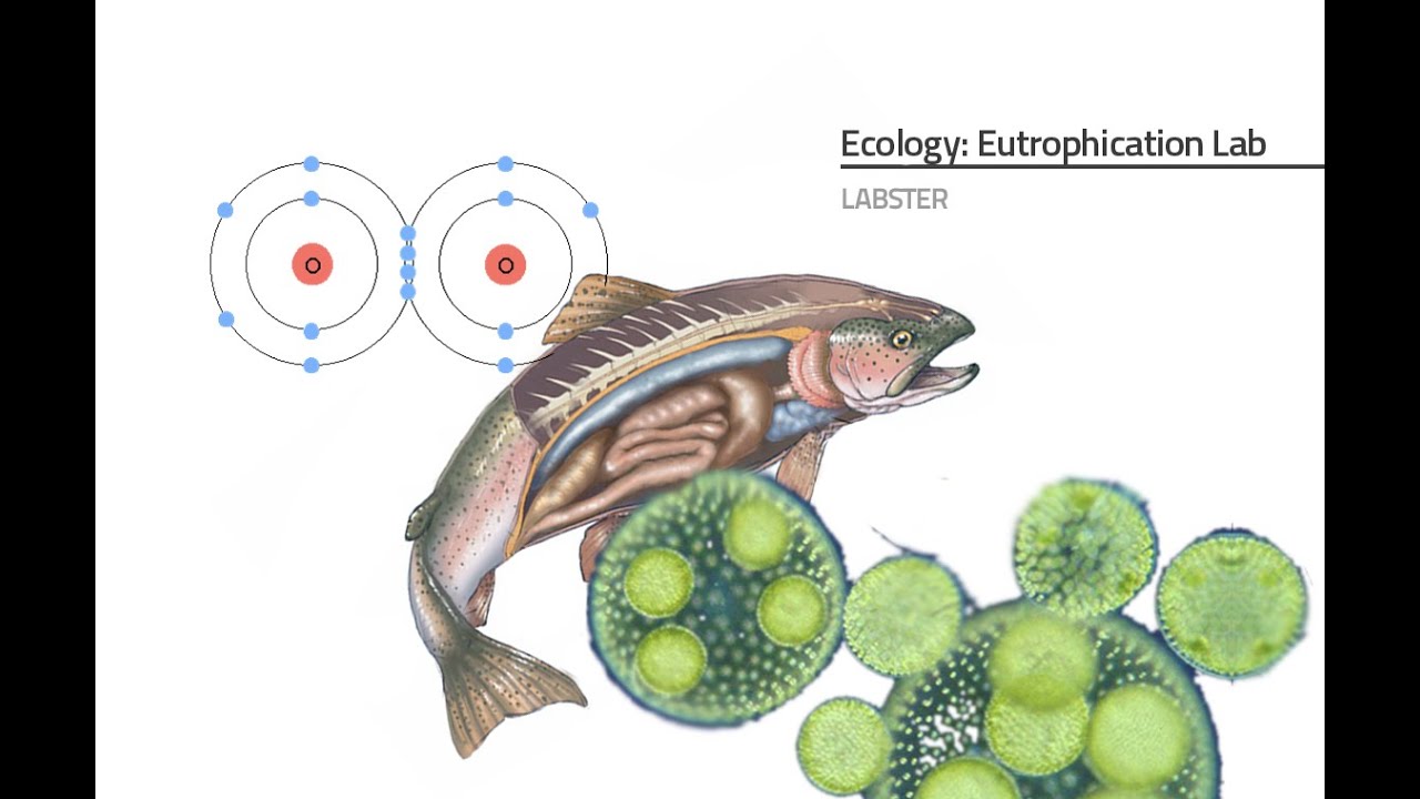 Labster Virtual Lab: Eutrophication Simulation
