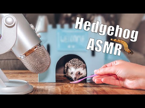 ハリネズミのごはん咀嚼音 のサムネイル