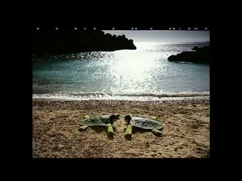 Bully & Rick "Schildkröten - Tanzen"