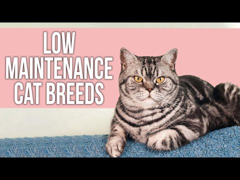 1st YouTube video about are cats low maintenance