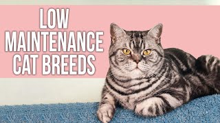 7 Best Low Maintenance Cat Breeds