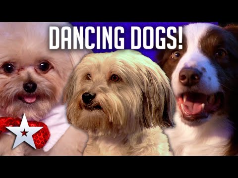 DANCING DOGS! | Britain's Got Talent