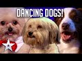 DANCING DOGS! | Britain's Got Talent