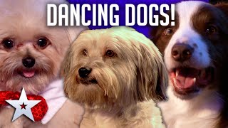 DANCING DOGS! | Britain&#39;s Got Talent