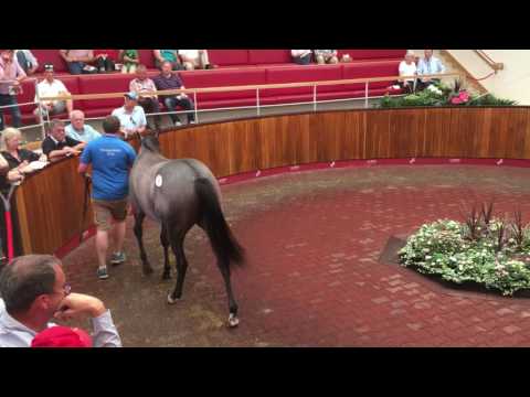 Goffs UK Doncaster Premier Sale 2016 : lot 121 (Dark Angel) - £ 210.000