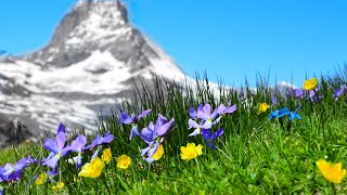 Morning Relaxing Music - Piano Music, Massage Music, Study Music (Helen)